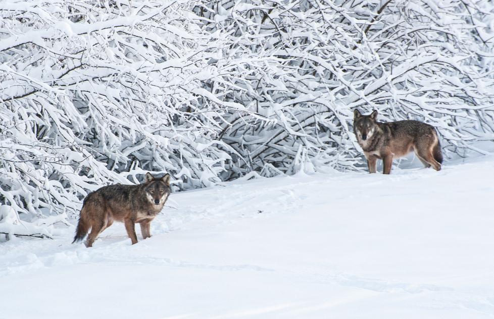 Il fotografo dell’Appennino James Bragazzi: «I miei click testimoni di emozioni»