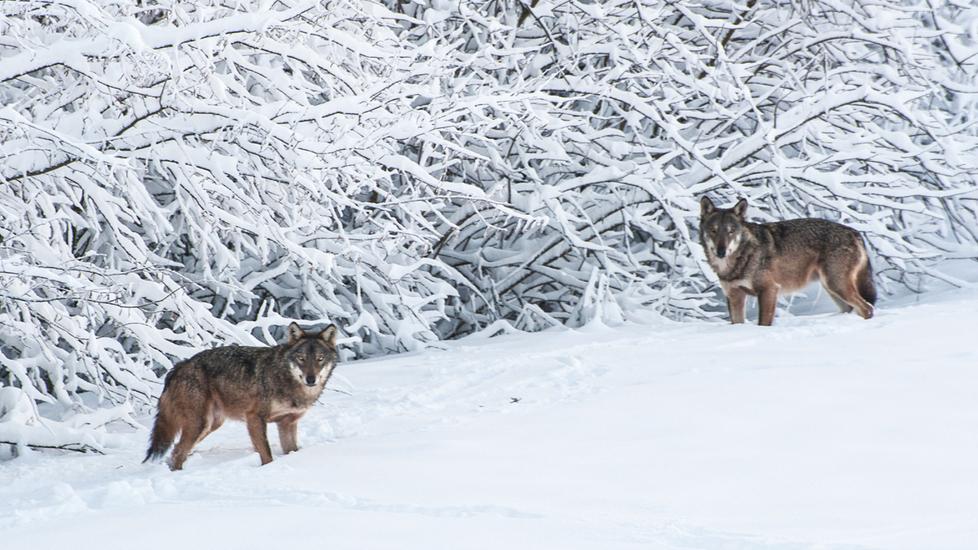 Il fotografo dell’Appennino James Bragazzi: «I miei click testimoni di emozioni»