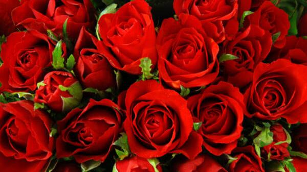 Cosa regalare per San Valentino? Alcune idee per gli innamorati