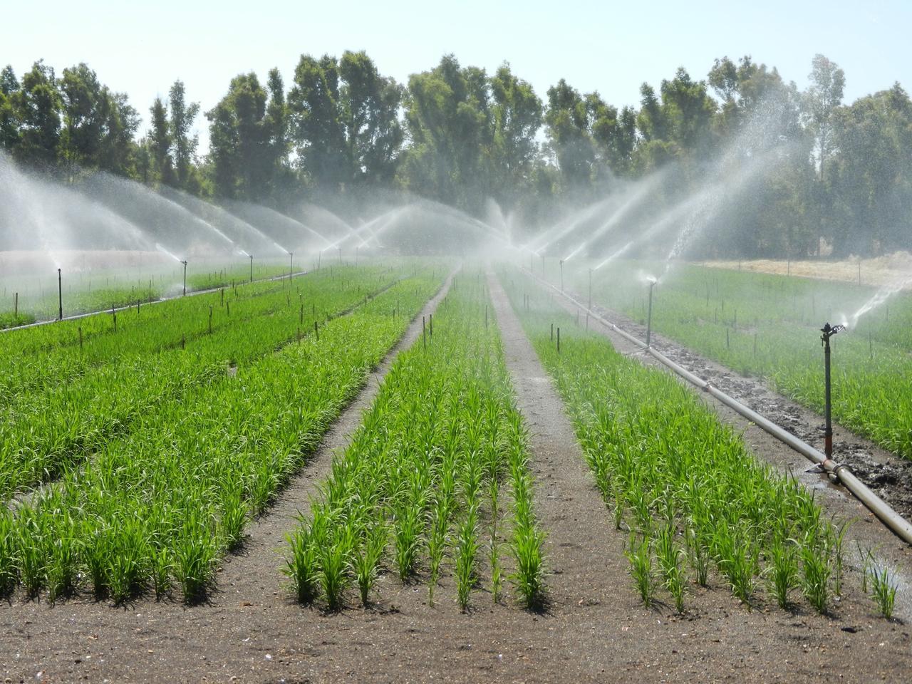 IRRIGAZIONE COLTIVAZIONE DI RISO