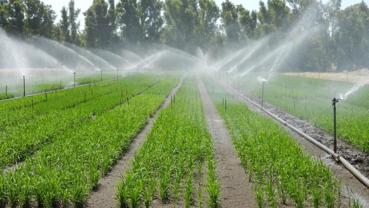 IRRIGAZIONE COLTIVAZIONE DI RISO