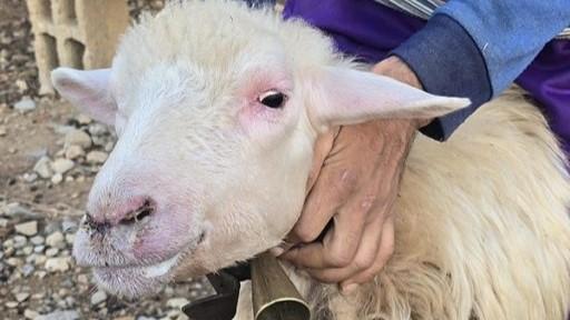 Blue tongue, il 1 marzo al via le vaccinazioni