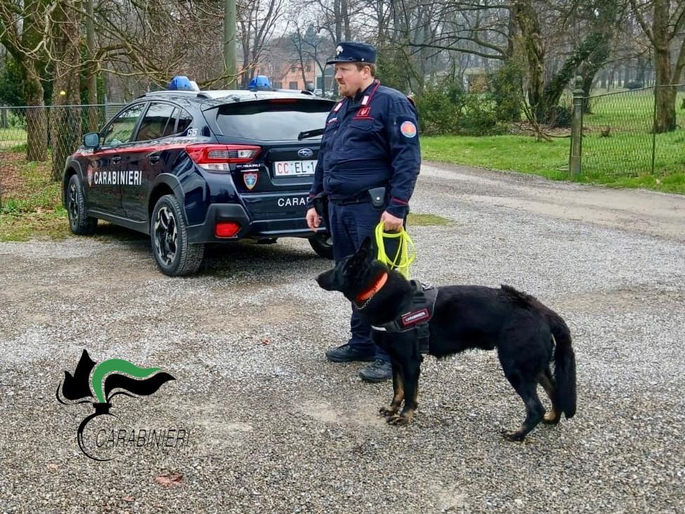 Cani uccisi da esche avvelenate, il sindaco Daviddi: «Il Comune farà più controlli»