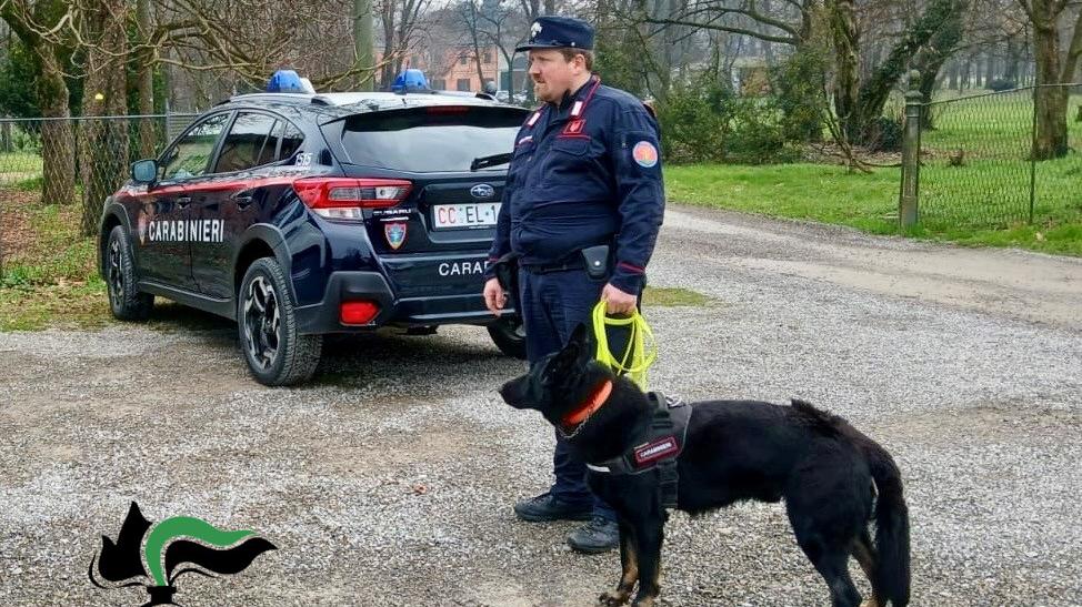 Cani uccisi da esche avvelenate, il sindaco Daviddi: «Il Comune farà più controlli»