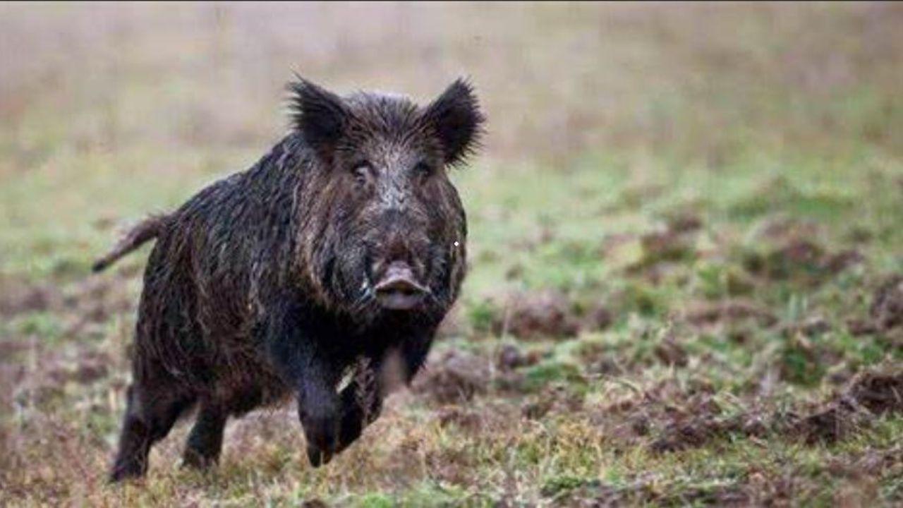 Un caso di infezione nei cinghiali a Lucca