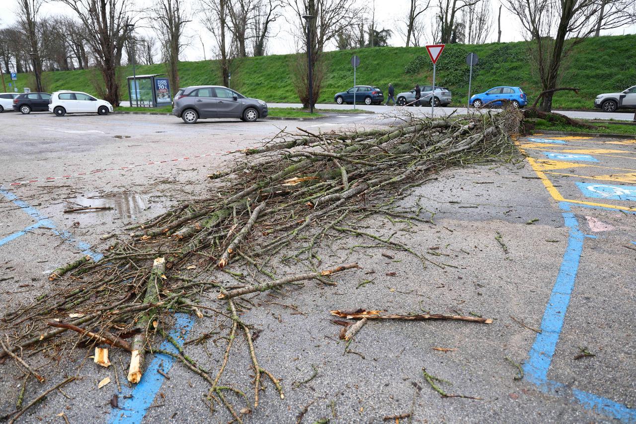 Ferrara, albero cade sull’auto: coppia salva per pochi centimetri