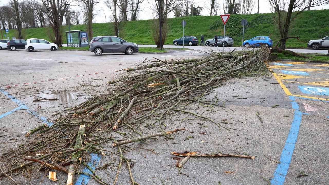 Ferrara, albero cade sull’auto: coppia salva per pochi centimetri