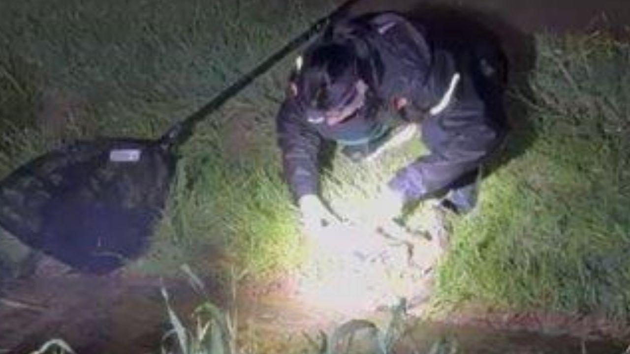 
	Un frame del video del recupero del corpo senza vita del gattino

