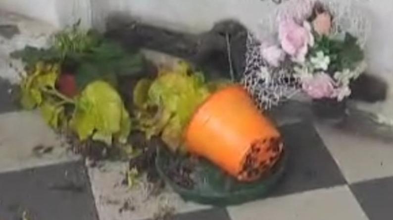 Berra, cimitero devastato dalle nutrie: cos’è successo