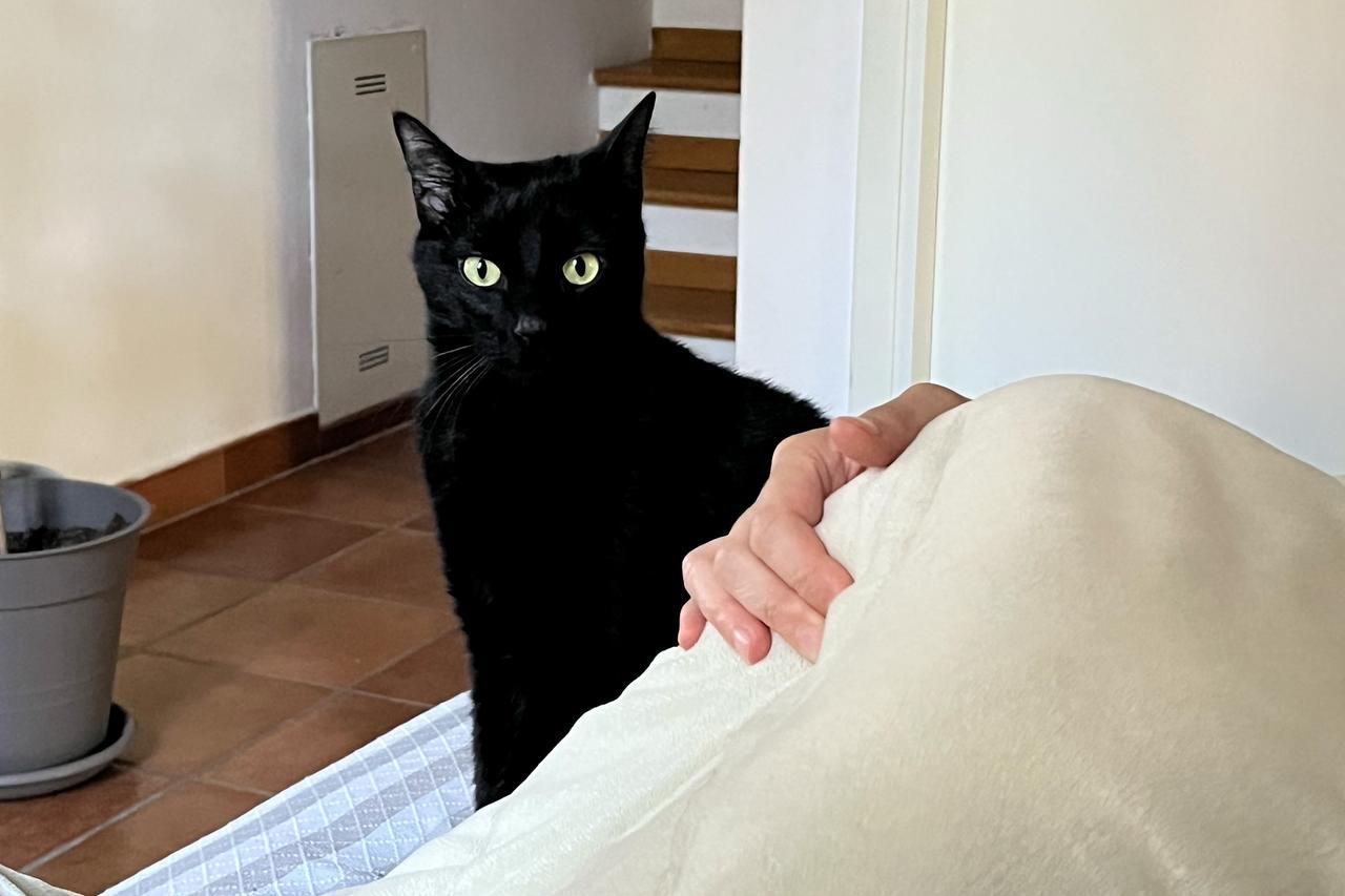 Giornata nazionale del gatto: abitudini degli italiani e giro d’affari