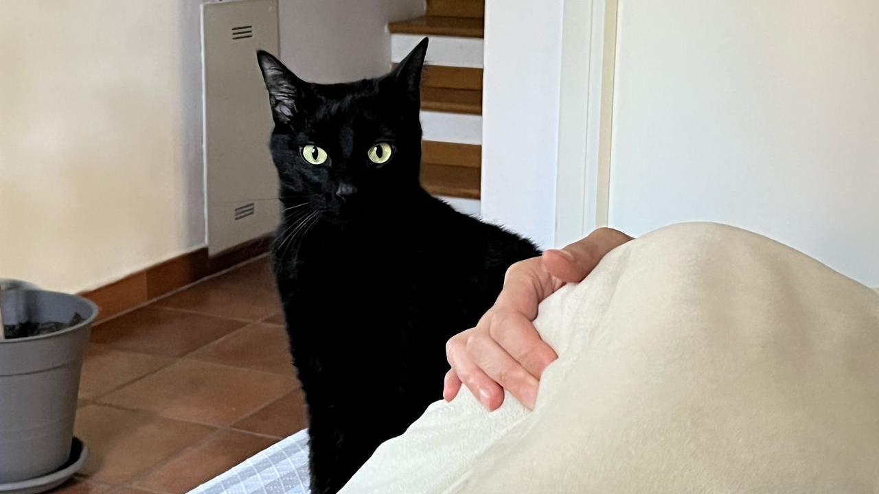 Giornata nazionale del gatto: abitudini degli italiani e giro d’affari