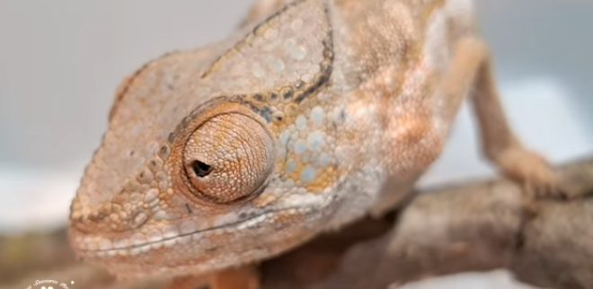 
	Il camaleonte ritrovato al supermercato

