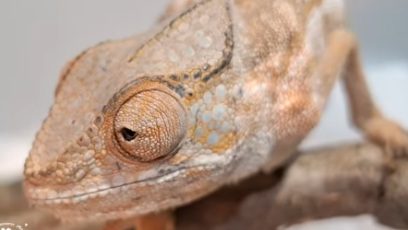 Il camaleonte ritrovato al supermercato
