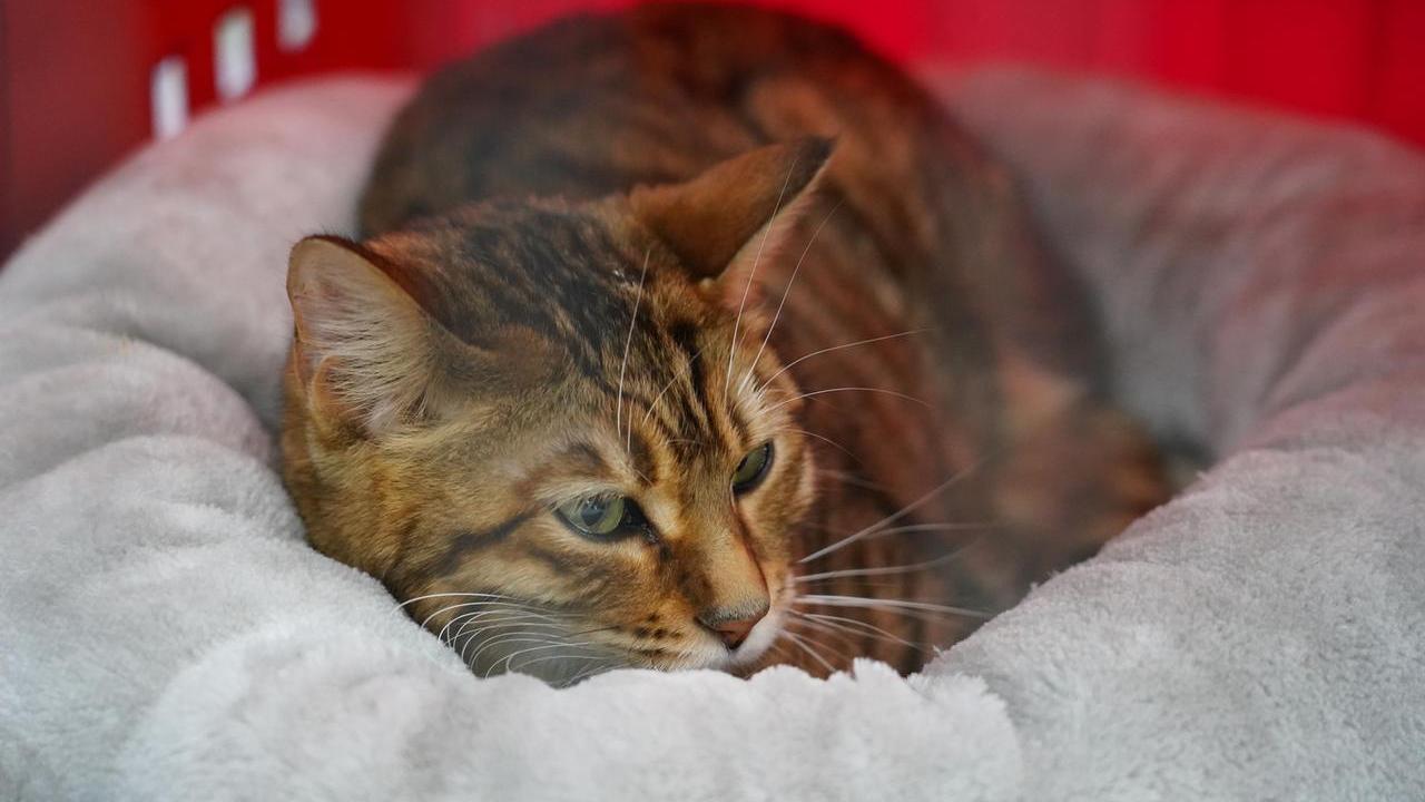 Ferrara, la Giornata dei gatti: nelle colonie oltre 2.600 mici