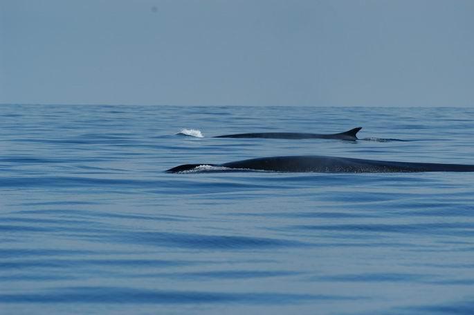 Giornata della balena: a Santa Teresa incontro con i “custodi del mare”