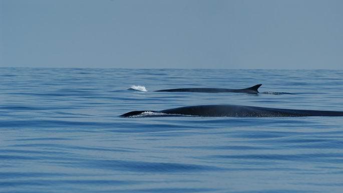 Giornata della balena: a Santa Teresa incontro con i “custodi del mare”