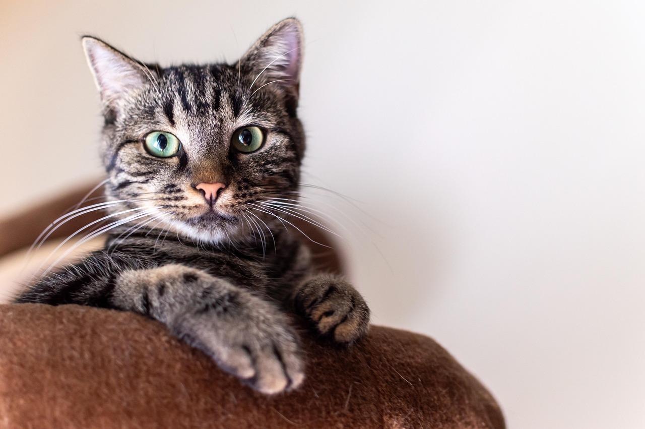 E’ la Giornata nazionale del gatto: perché è stato scelto questo giorno