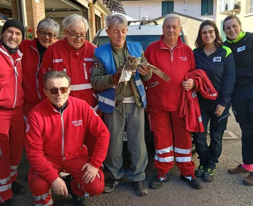 I volontari della Croce Rossa salvano un gufo