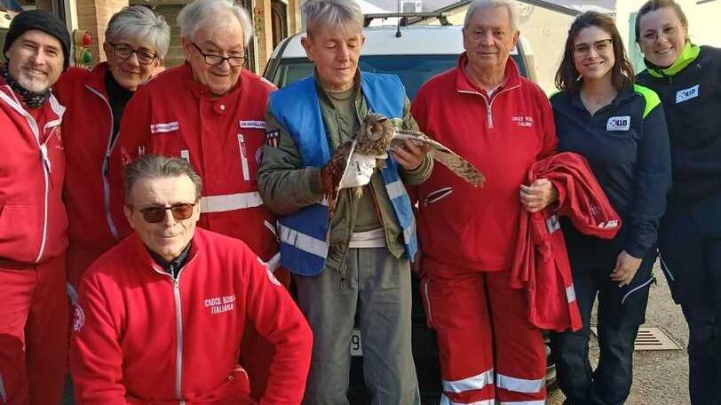 I volontari della Croce Rossa salvano un gufo