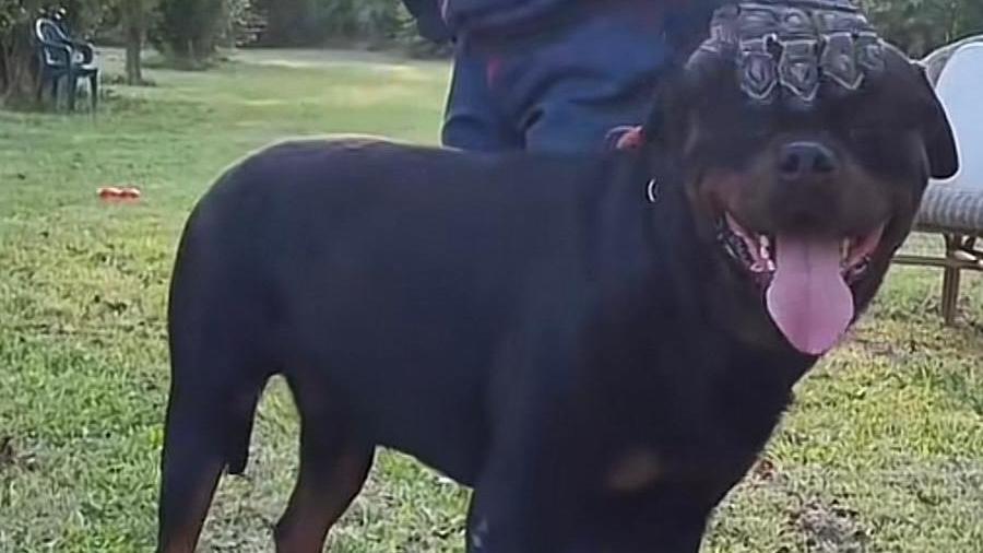 
	Uno dei due rottweiler rieducati

