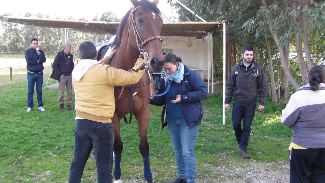 Sartiglia e benessere animale: come vengono monitorati i 120 cavalli