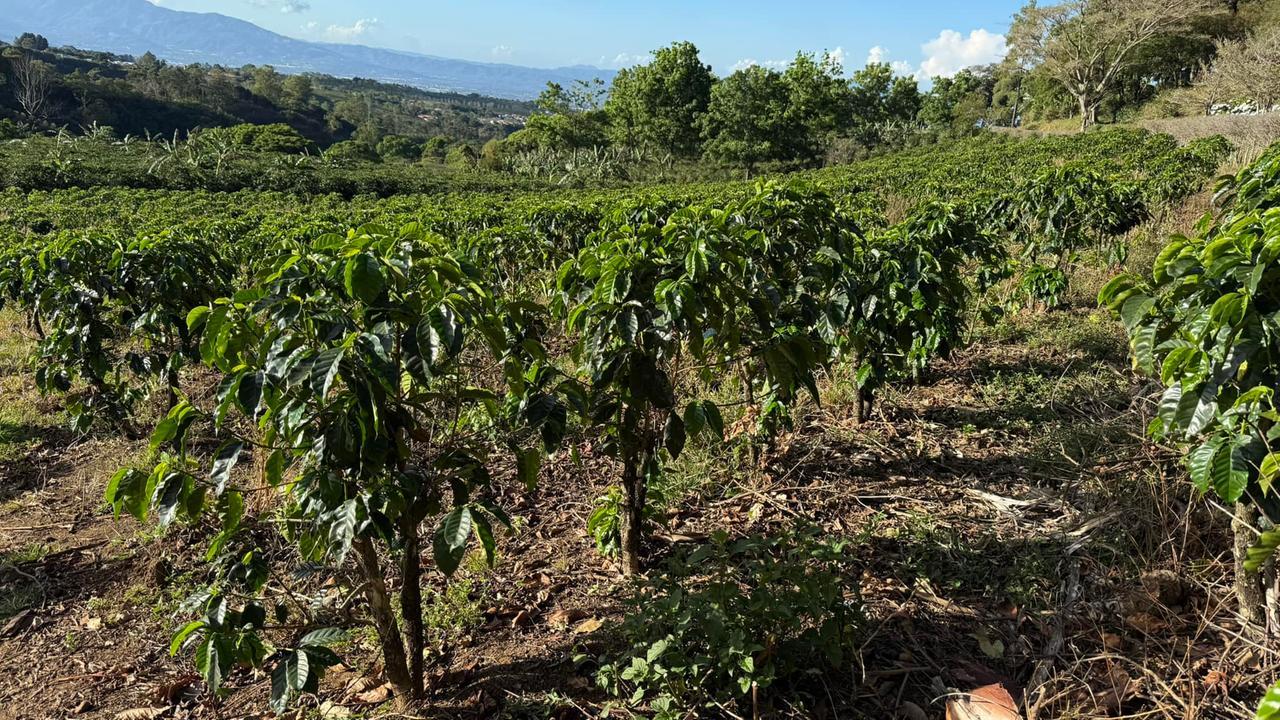 Il caffè, sostanza psicoattiva più diffusa nel mondo