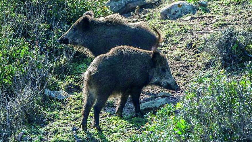 L’invasione di cinghiali fa paura, scatta un piano per catturarli