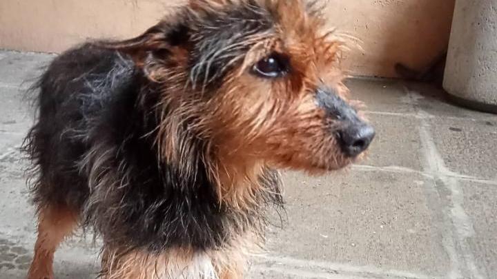 Il cane Bobo trovato abbandonato sotto la pioggia ora cerca una famiglia