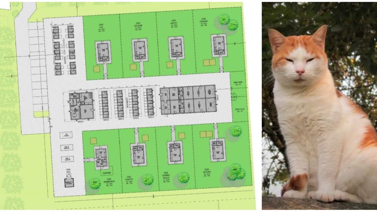 Morì e lasciò in dono 360mila euro per il nuovo gattile di Carpi: 11 anni dopo il sogno di Virginia Lorenzini è realtà