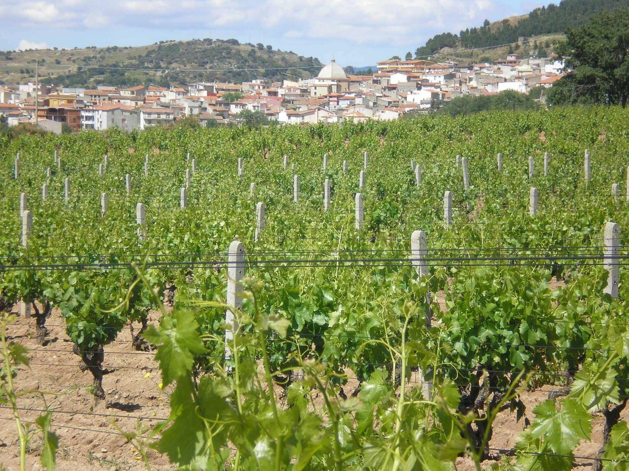 Vini «buoni, puliti e giusti»: vince il Cannonau di Mamoiada