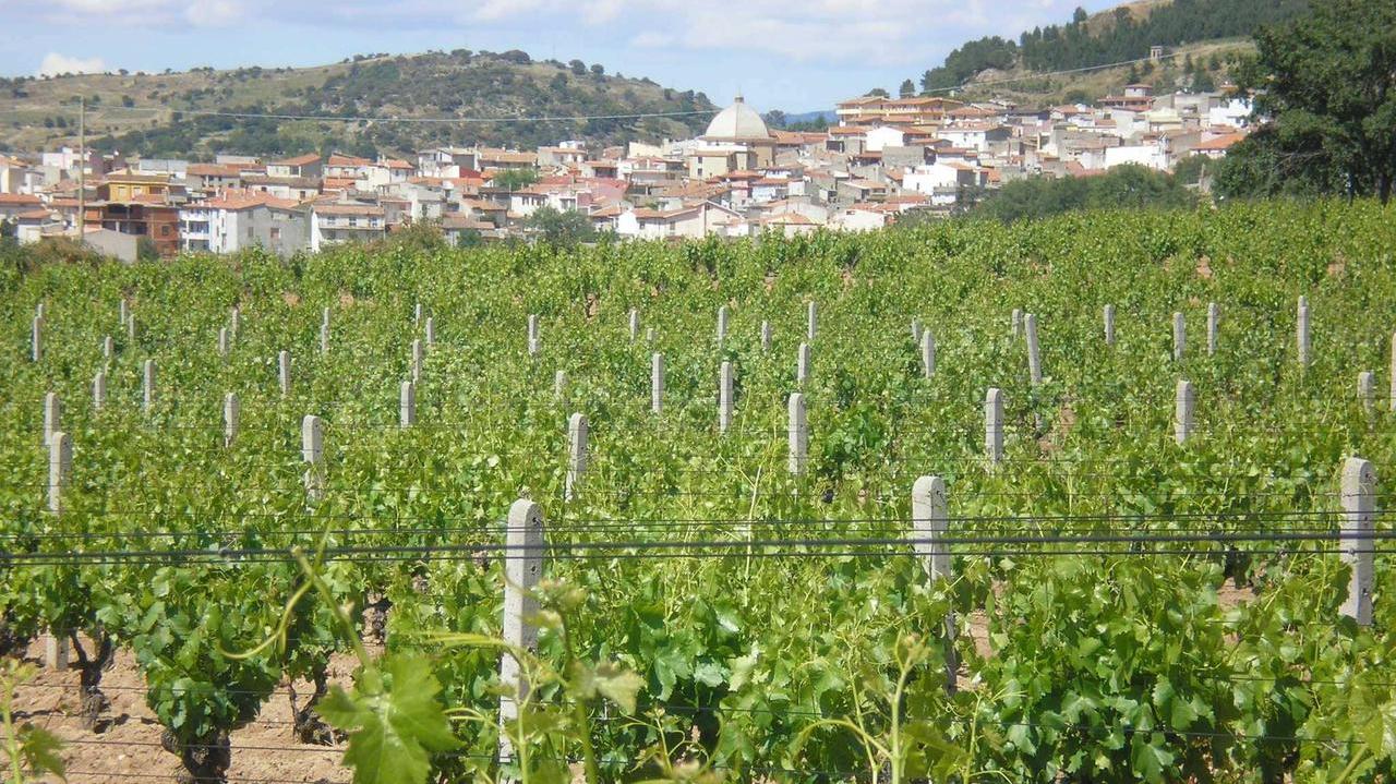 Vini «buoni, puliti e giusti»: vince il Cannonau di Mamoiada