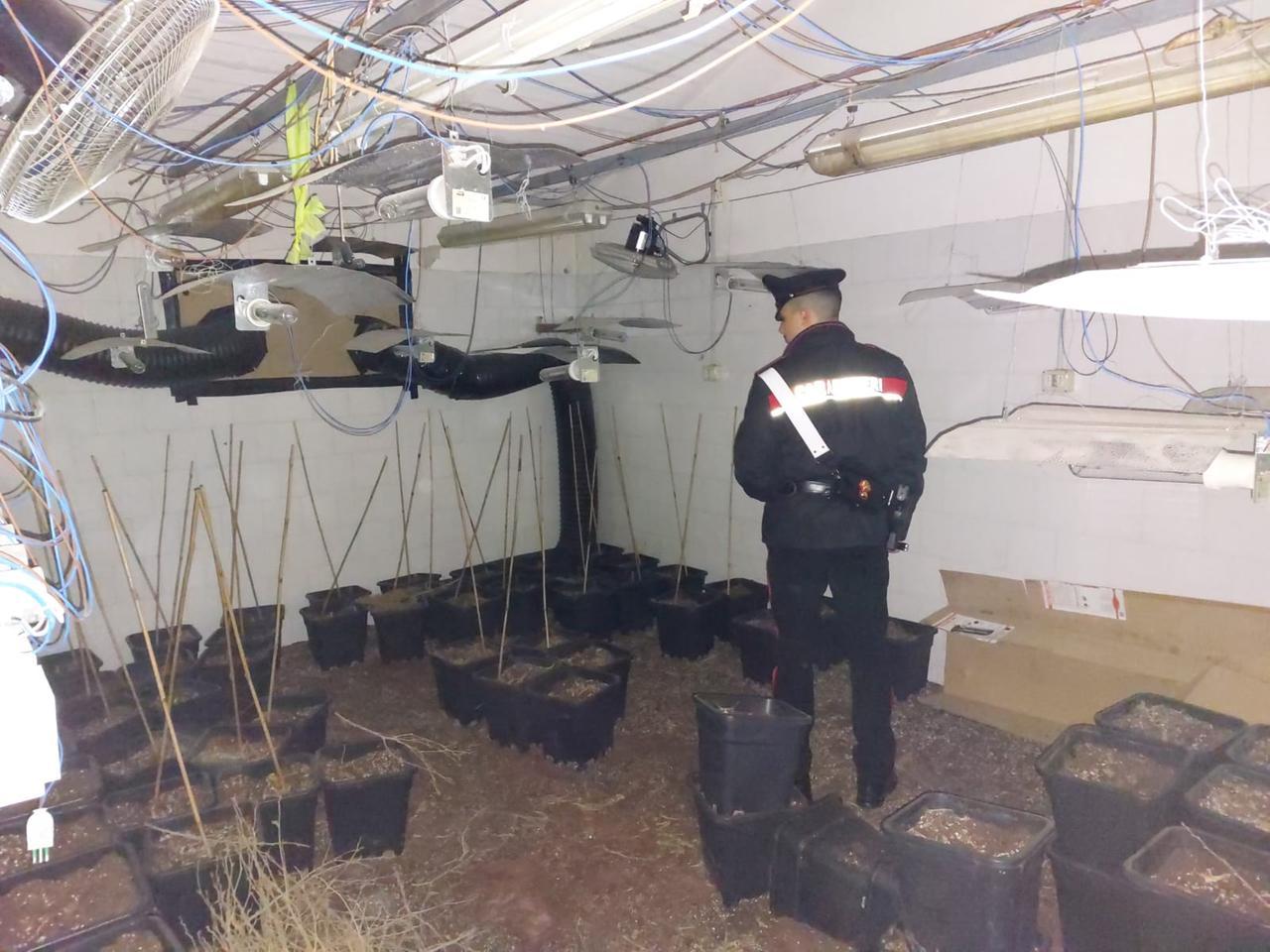 Nel casolare abbandonato la fabbrica della droga: sequestrati 40 kg di marijuana