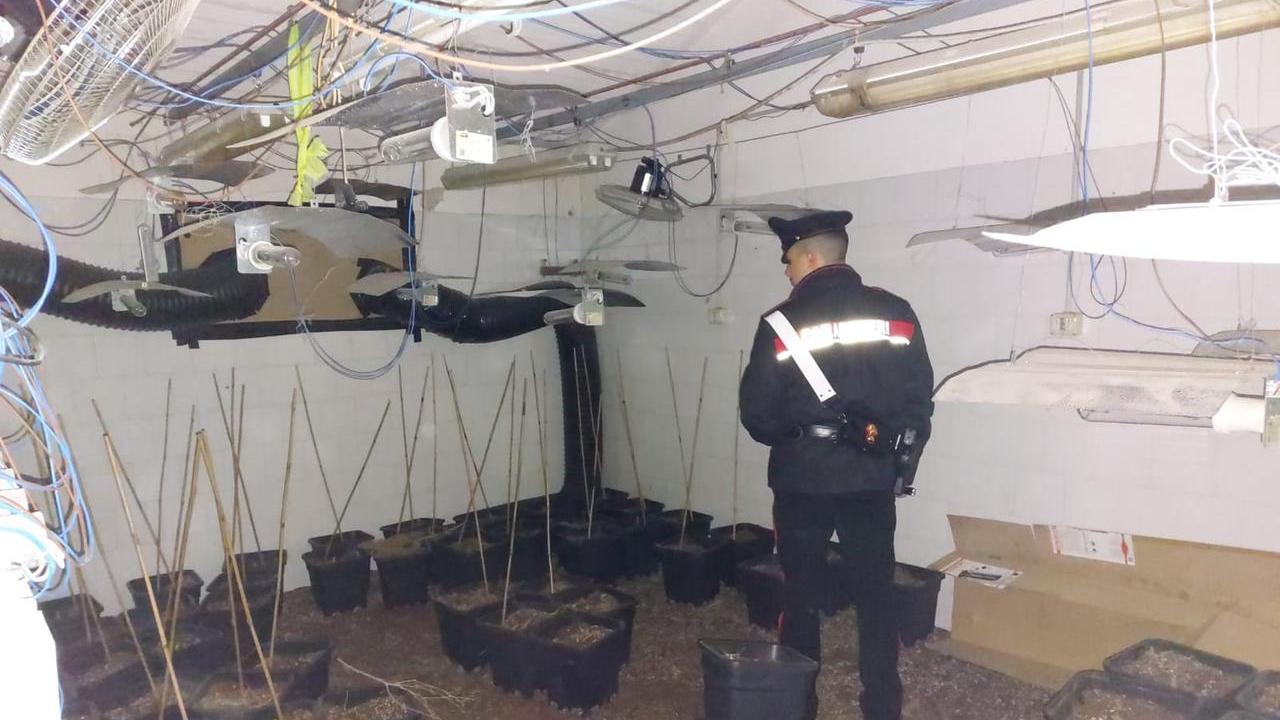 Nel casolare abbandonato la fabbrica della droga: sequestrati 40 kg di marijuana