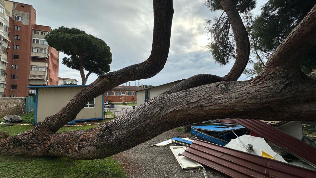 
	Il pino crollato (Lorenzo Manzini)

