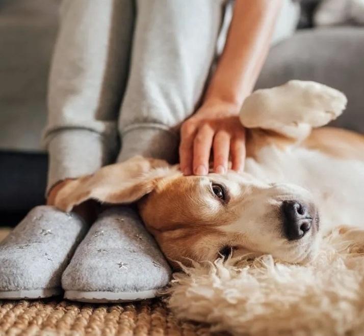 Bonus per animali domestici confermato nel 2025: chi può richiederlo e come funziona