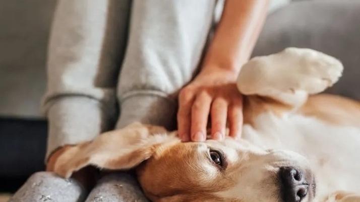 Bonus per animali domestici confermato nel 2025: chi può richiederlo e come funziona