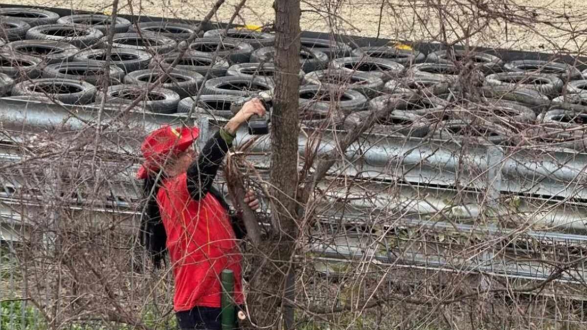 Ferrari, tifoso taglia un albero per vedere i test a Fiorano
