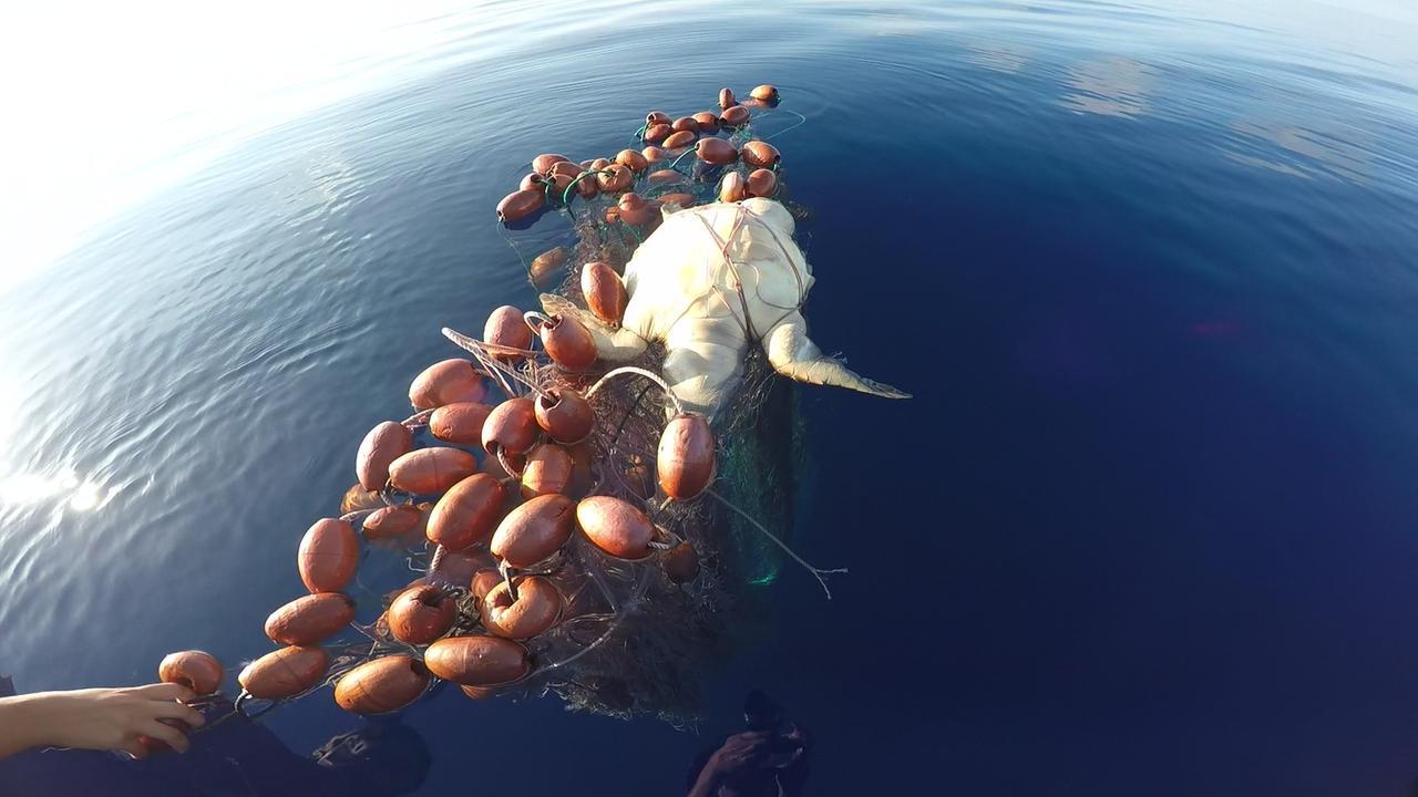 
	Una tartaruga intrappolata

