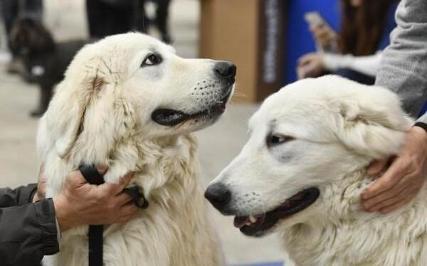 
	I cani rientrano nel bonus

