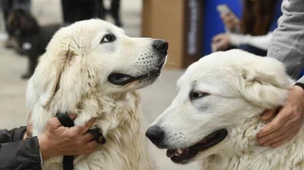 I cani rientrano nel bonus