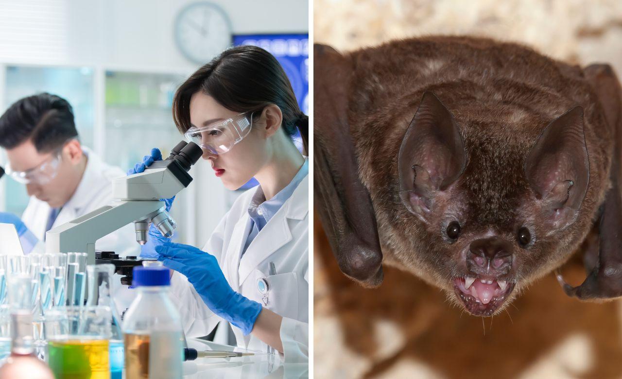 
	Scoperto nuovo coronavirus nei pipistrelli

