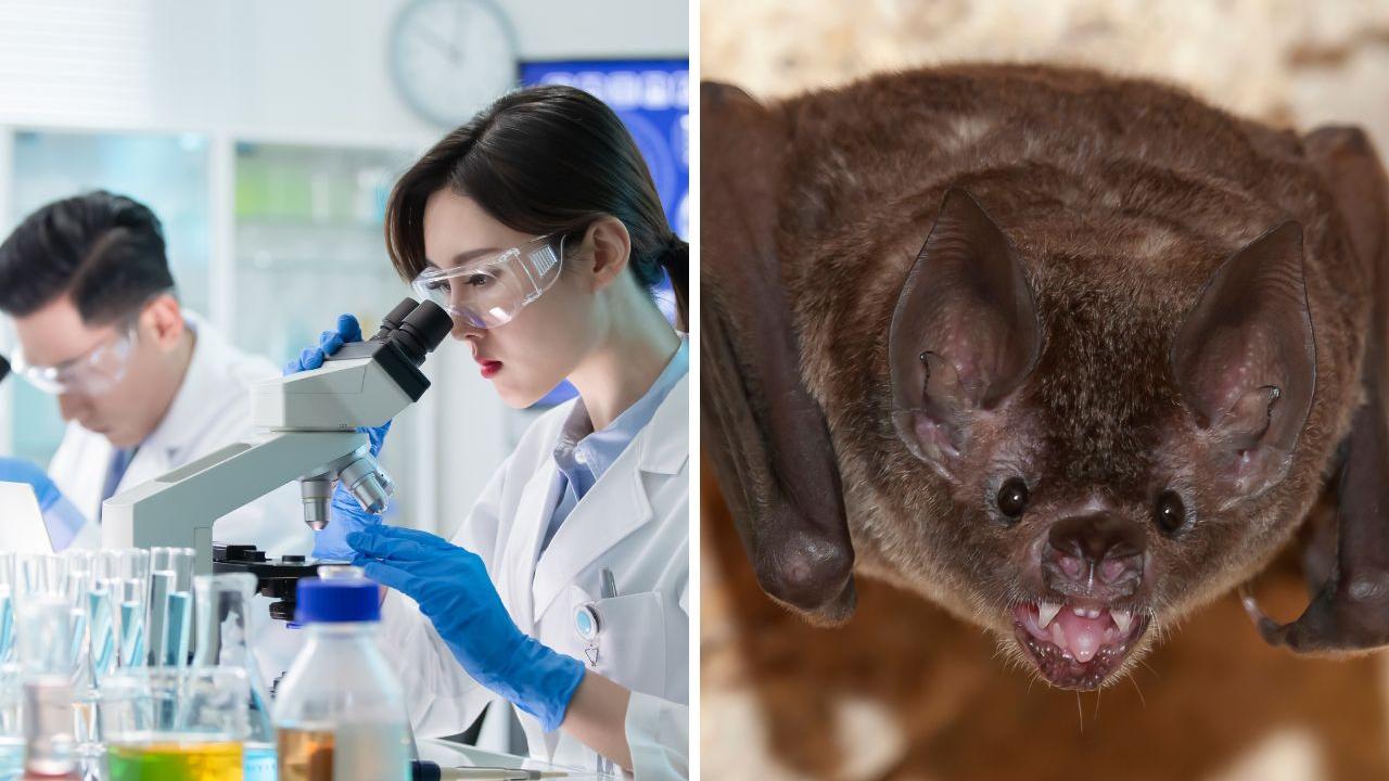 Scoperto nuovo coronavirus nei pipistrelli