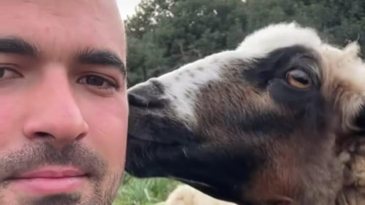 A Santa Maria Coghinas il pastore che sussurra alla pecora: «Dai, dammi un bacio»