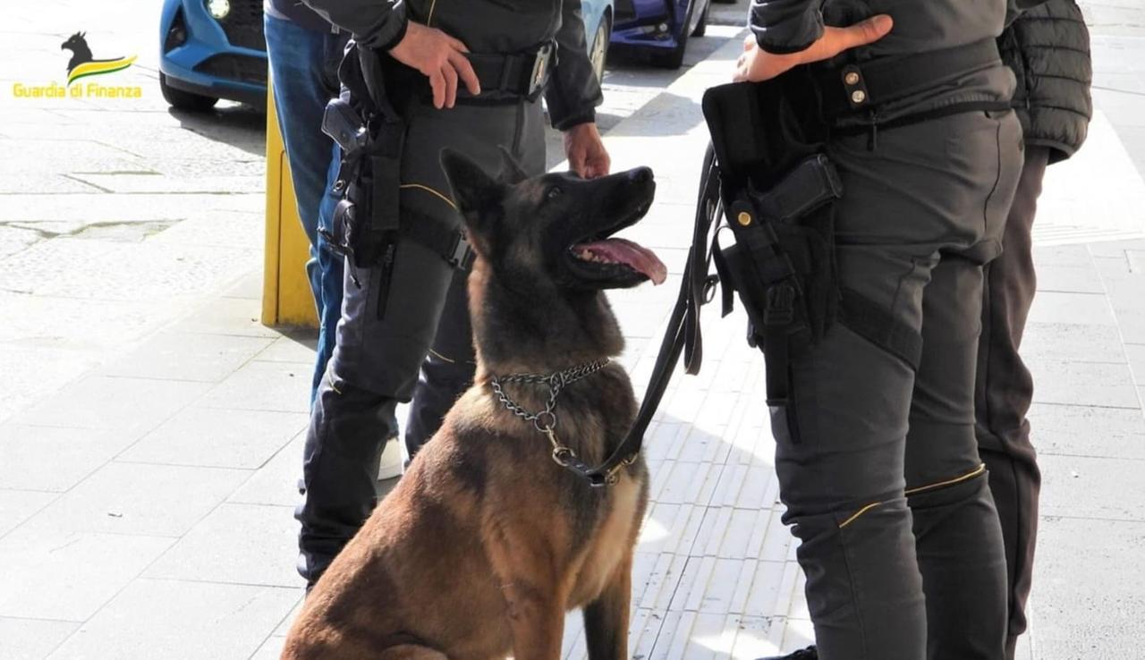 
	Il pastore belga Demon&nbsp;

