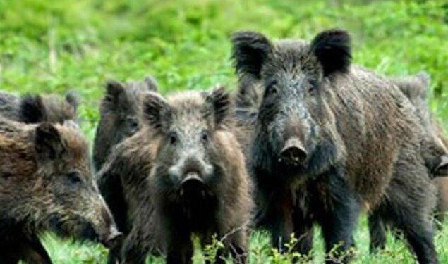 Molinella, agricoltori circondati dai cinghiali: «Siamo esasperati»