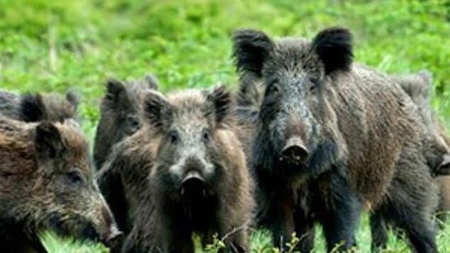 Molinella, agricoltori circondati dai cinghiali: «Siamo esasperati»