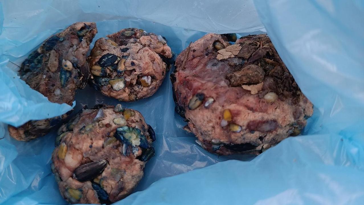 Allarme polpette avvelenate lungo la pedonale di Cadelbosco Sopra