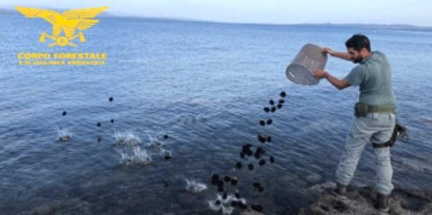 In auto con mille ricci pescati illegalmente: multati