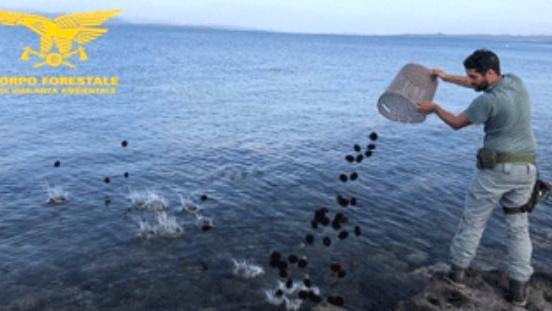 In auto con mille ricci pescati illegalmente: multati