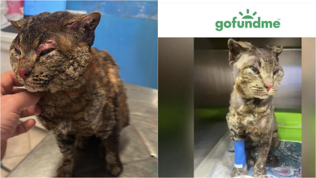 
	Il gatto Tigro bruciato vivo nei giorni scorsi a Dolianova

